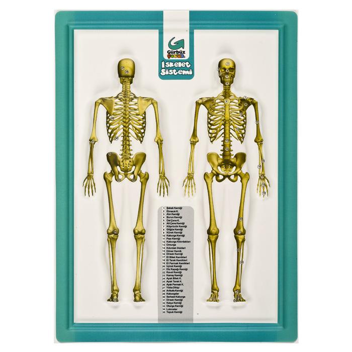 Gürbüz A4 Kabartma İnsan Anatomisi Atlası