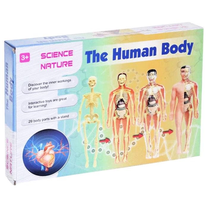Kızılkaya İnsan Vücudu 3D Model Eğitim Seti