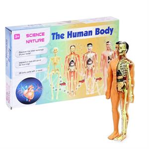 Kızılkaya İnsan Vücudu 3D Model Eğitim Seti